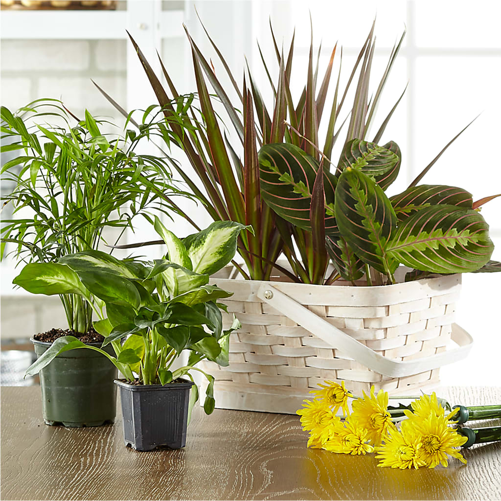 Florist Designed Blooming and Green Plants in a Basket – Rambling Rose Florist, Dunedin FL