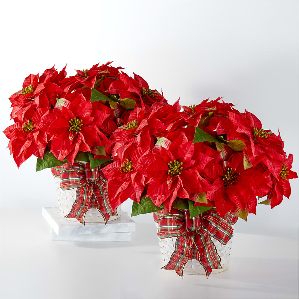 Happiest Holidays Poinsettia Bundle – Rambling Rose Florist, Dunedin FL