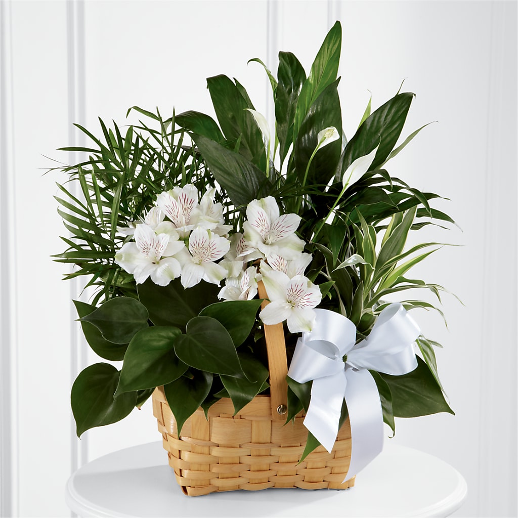 Peace & Serenity Dishgarden – Rambling Rose Florist, Dunedin FL