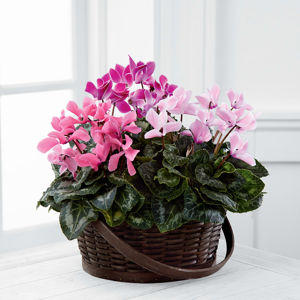 Mixed Cyclamen Planter – Rambling Rose Florist, Dunedin FL