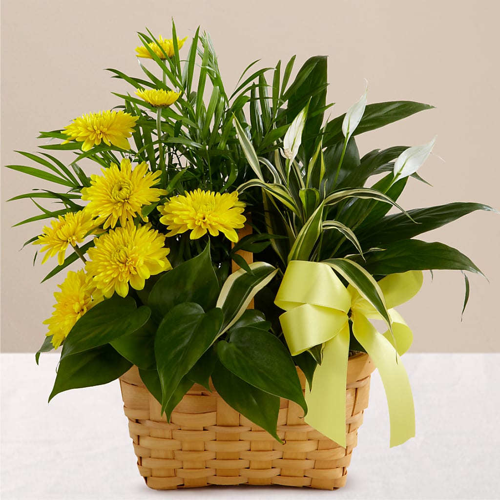 Loving Light Dishgarden – Rambling Rose Florist, Dunedin FL