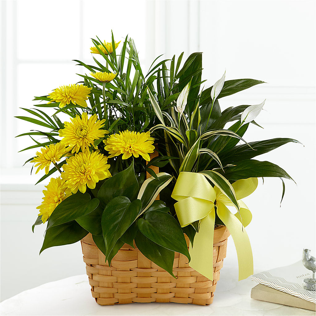 Loving Light Dishgarden – Rambling Rose Florist, Dunedin FL