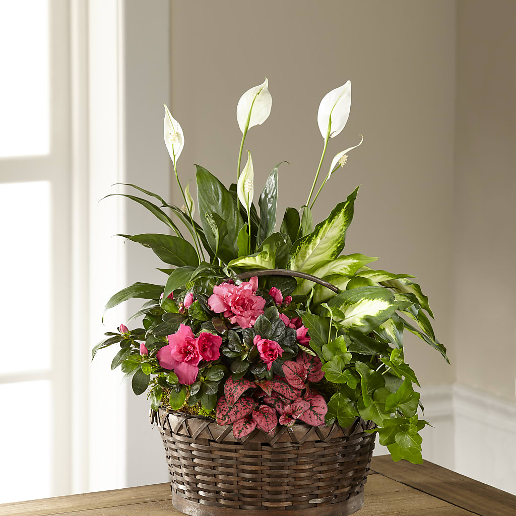 Dream in Pink Dishgarden – Rambling Rose Florist, Dunedin FL
