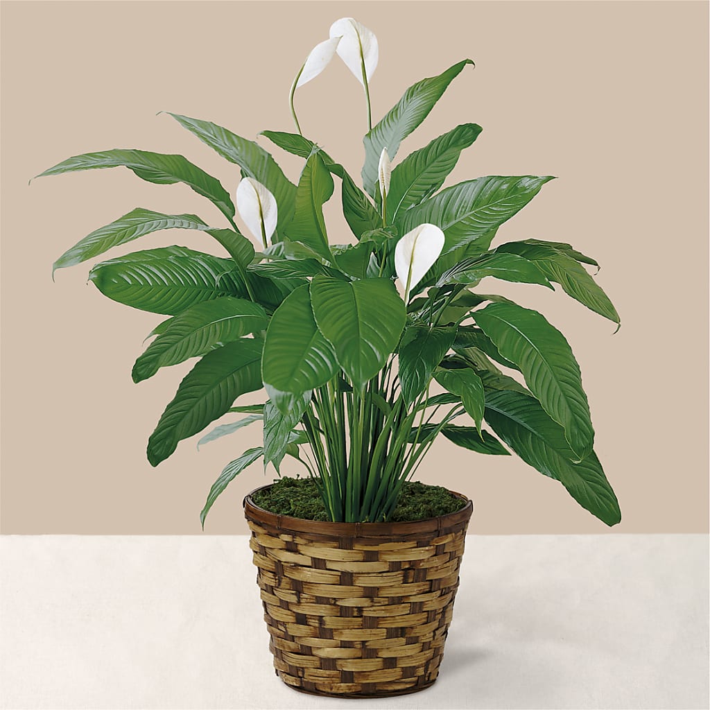 Tranquil Moments Peace Lily Plant – Rambling Rose Florist, Dunedin FL