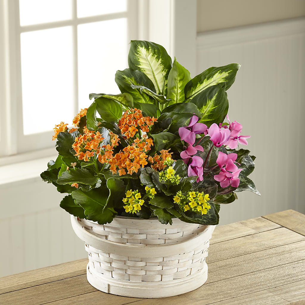 Color Crush Dishgarden – Rambling Rose Florist, Dunedin FL
