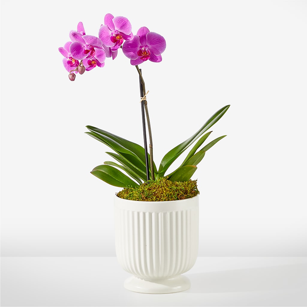 Friendly Fuchsia Orchid – Rambling Rose Florist, Dunedin FL
