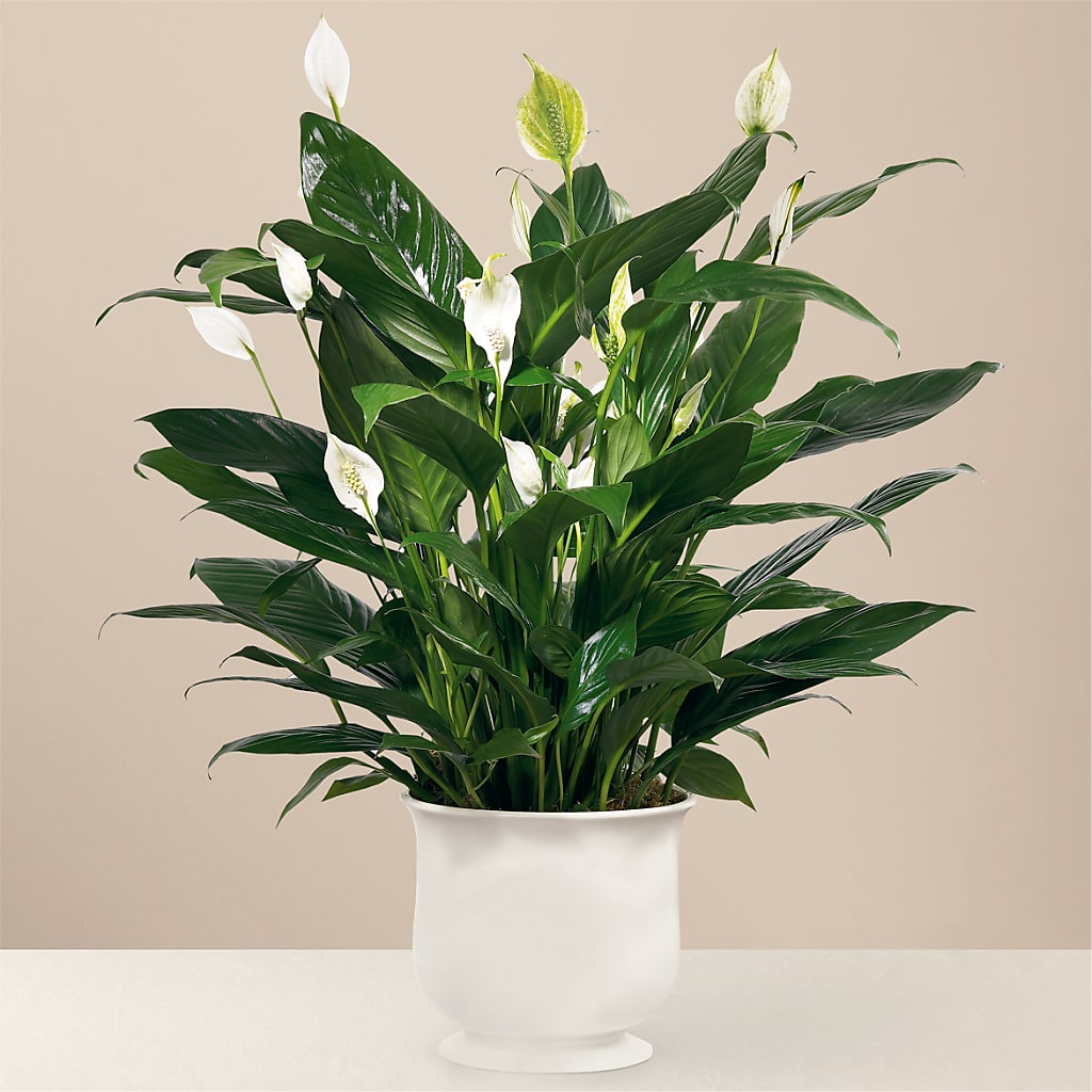 Comfort Planter – Rambling Rose Florist, Dunedin FL