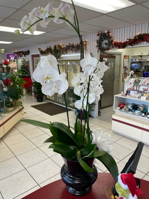 Orchid Garden
