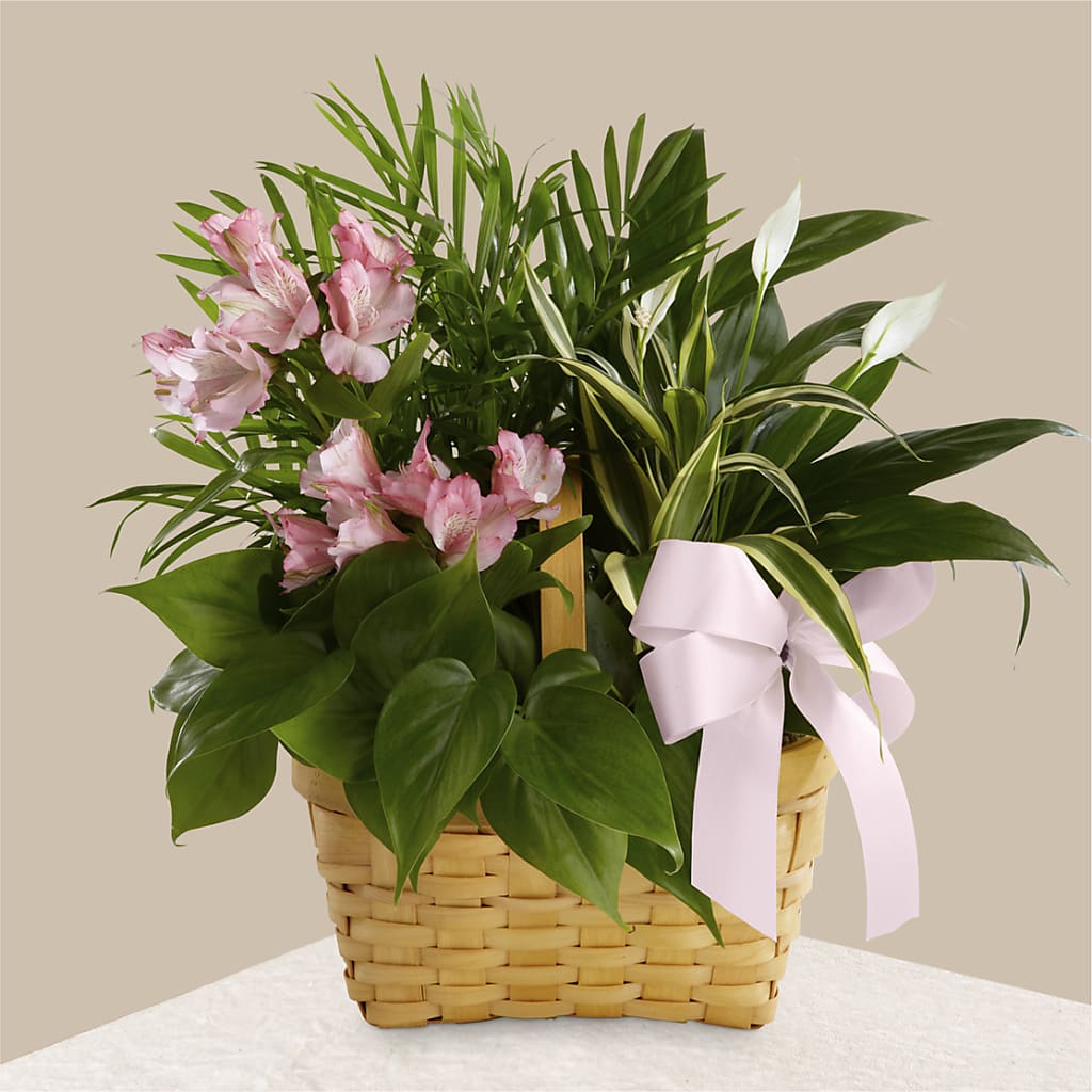 Living Spirit Dishgarden – Rambling Rose Florist, Dunedin FL