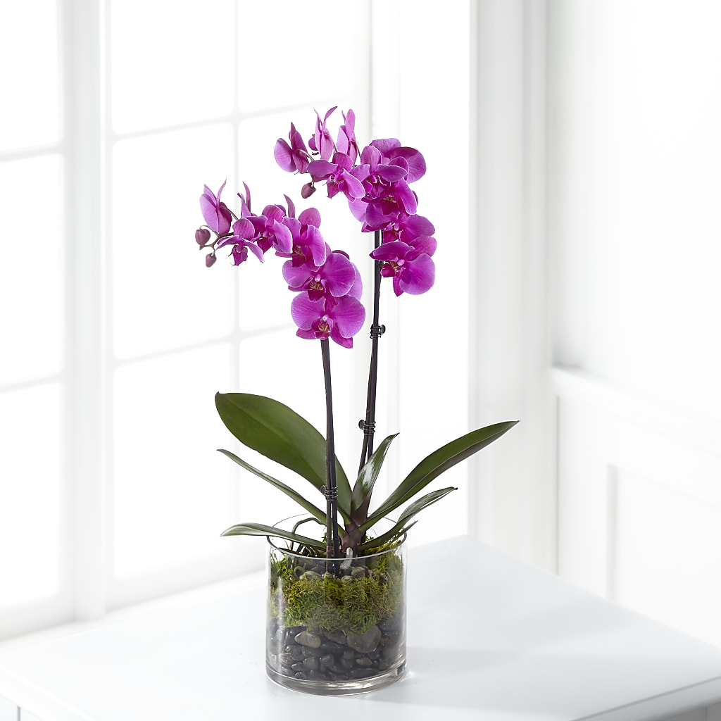 Pink Orchid Plant – Rambling Rose Florist, Dunedin FL