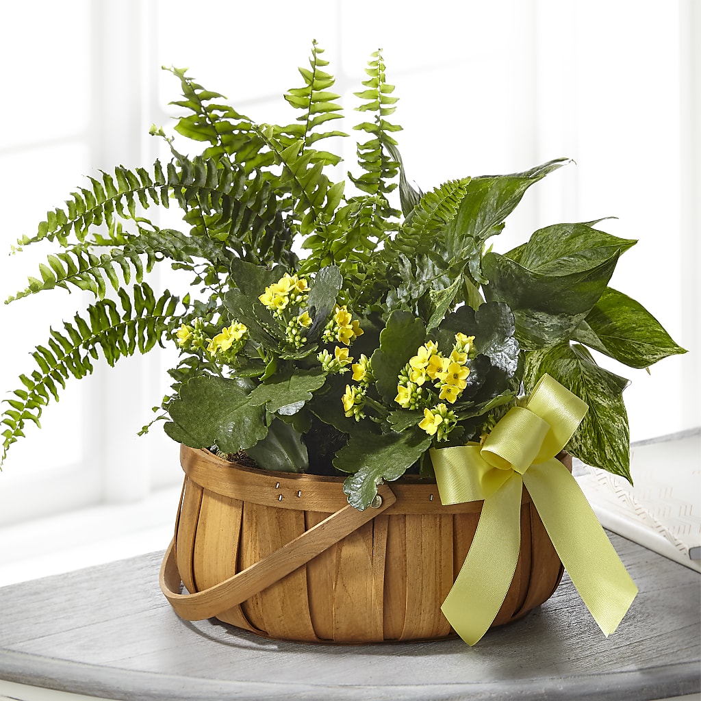 Always Dear Dishgarden – Rambling Rose Florist, Dunedin FL