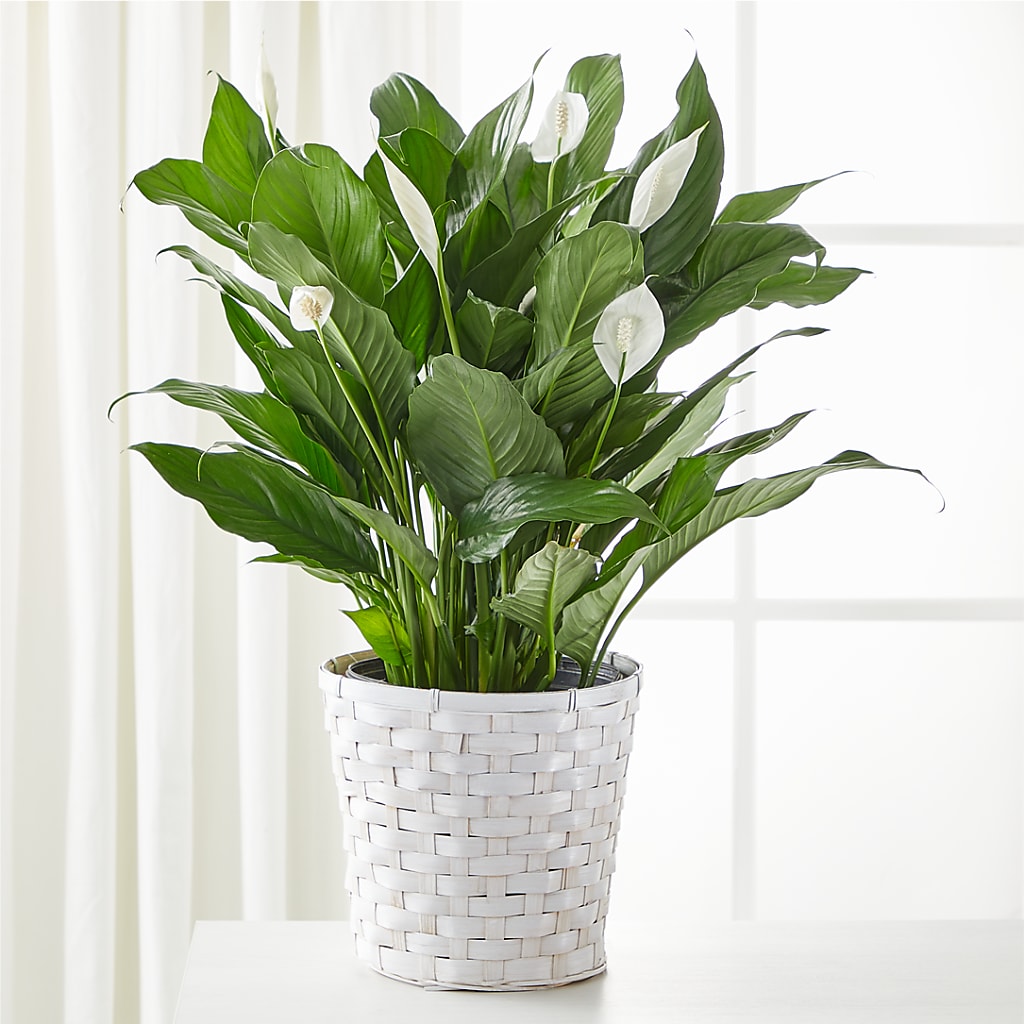 A New Leaf Peace Lily – Rambling Rose Florist, Dunedin FL