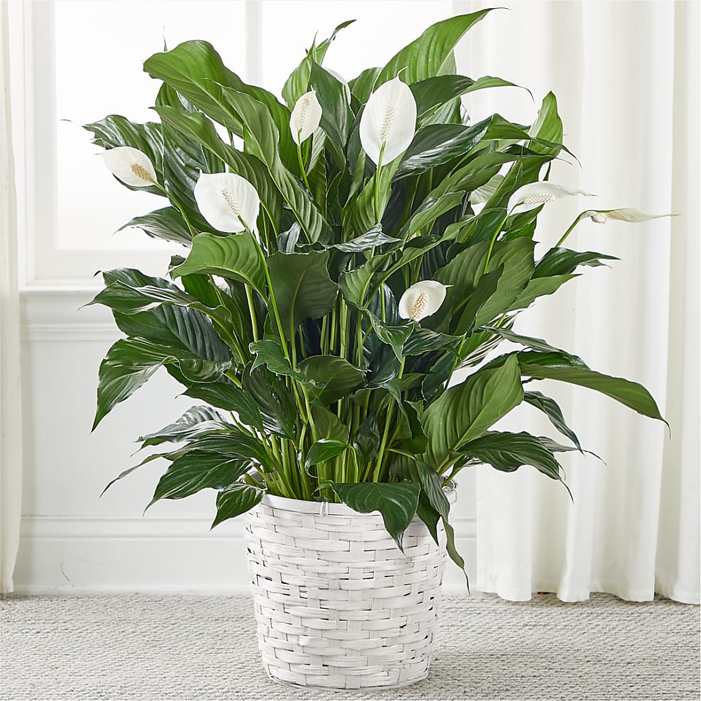 A New Leaf Peace Lily – Rambling Rose Florist, Dunedin FL