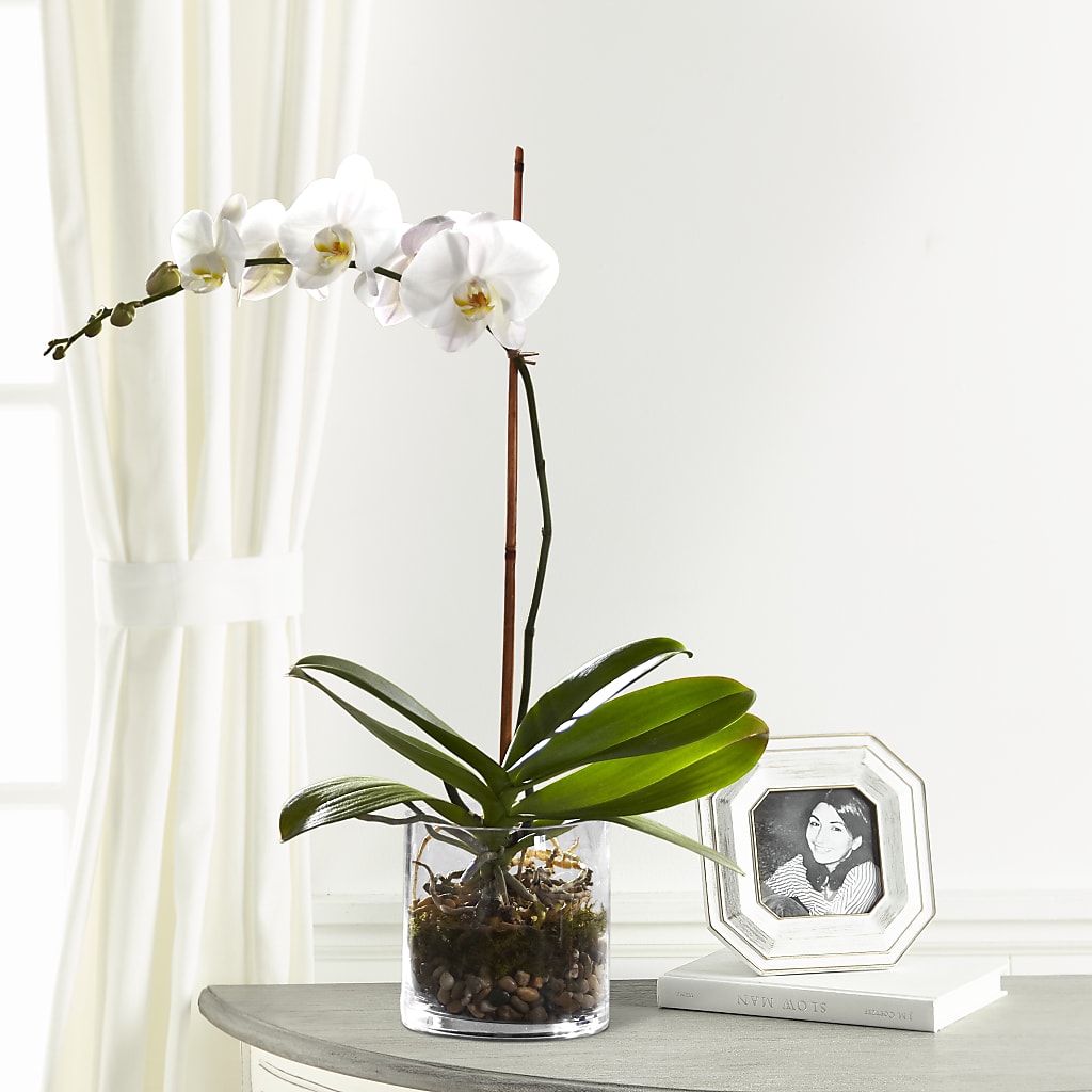 White Orchid Planter – Rambling Rose Florist, Dunedin FL