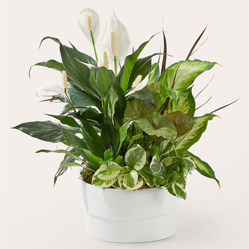 Radiating Positivity Dishgarden – Rambling Rose Florist, Dunedin FL