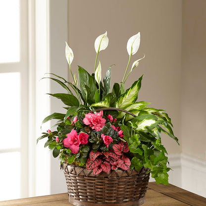 Dream in Pink Dishgarden –  Rambling Rose Florist, Dunedin FL