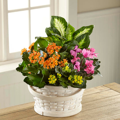 Color Crush Dishgarden –  Rambling Rose Florist, Dunedin FL