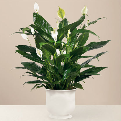 Comfort Planter –  Rambling Rose Florist, Dunedin FL