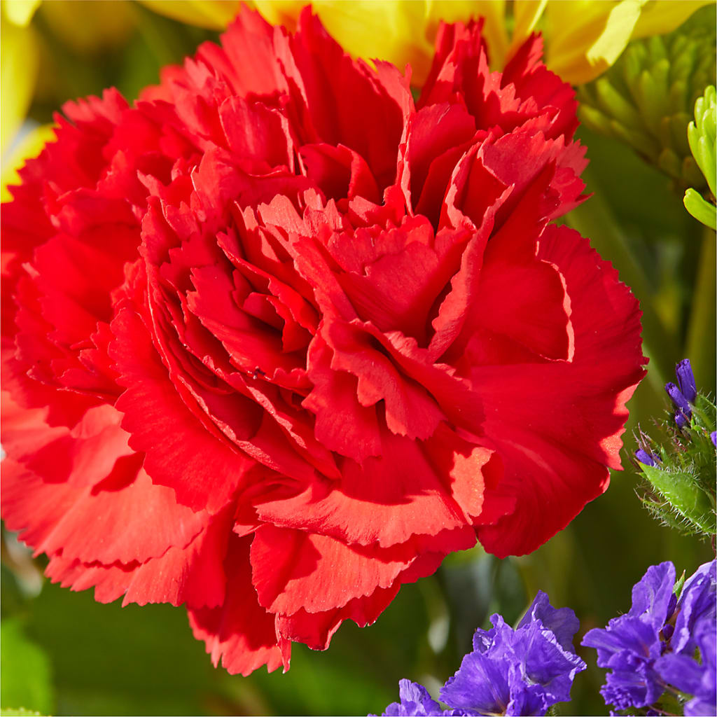 Brighter Days Bouquet –  Rambling Rose Florist, Dunedin FL