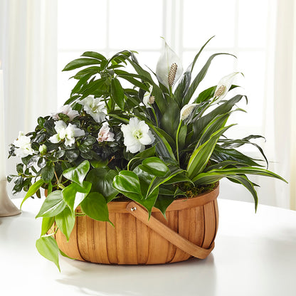 Serene Dishgarden –  Rambling Rose Florist, Dunedin FL