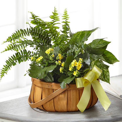 Always Dear Dishgarden –  Rambling Rose Florist, Dunedin FL
