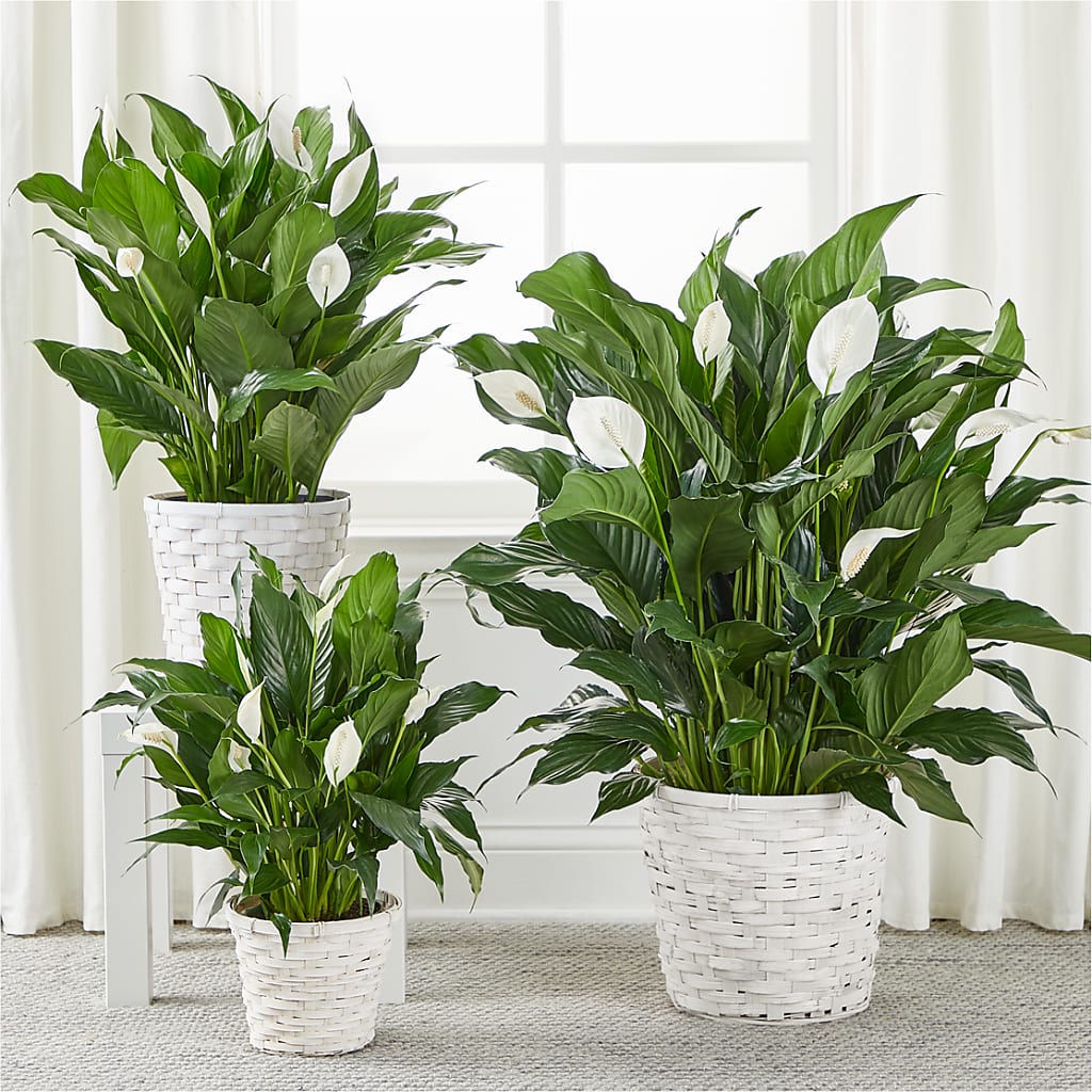 A New Leaf Peace Lily –  Rambling Rose Florist, Dunedin FL