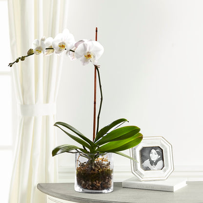 White Orchid Planter –  Rambling Rose Florist, Dunedin FL