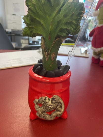 succulents in animal containers –  Rambling Rose Florist, Dunedin FL