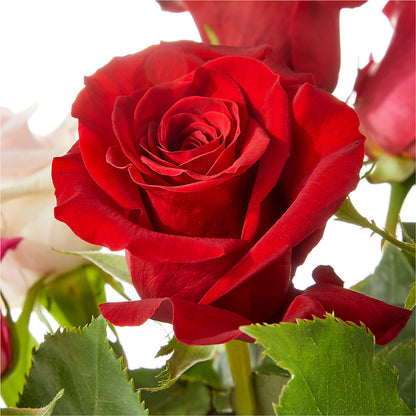 Love Notes Rose Bouquet –  Rambling Rose Florist, Dunedin FL
